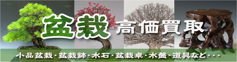 盆栽買取